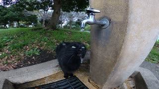 Black stray cat drinks water from a tap in the park