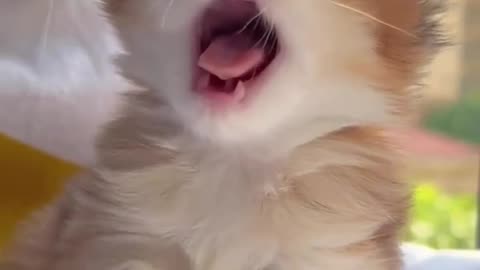 Yawn 🥱 🐈