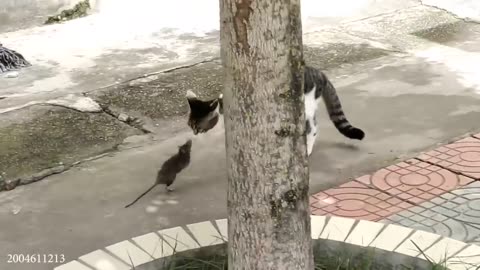 Funny cat videos