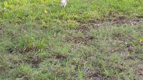 Beatrice The Rescue Piglet and Her Excited Oinks