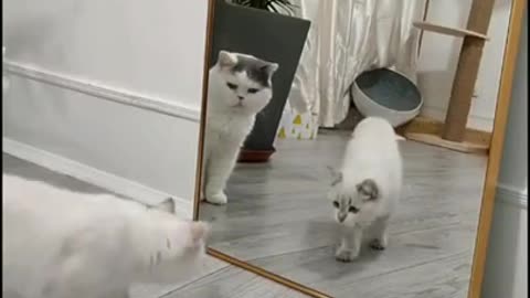 When a cat sees itself in a mirror, it becomes silly.