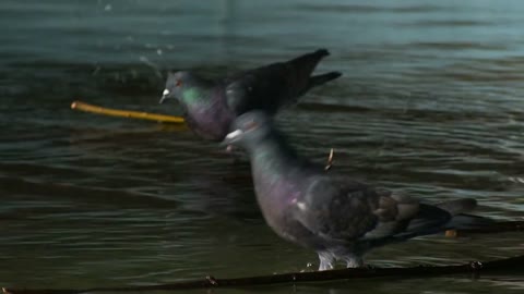 Portrait. Doves drink water and bathe. In urban spaces. A park. Slowmotion