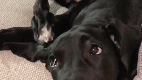 Goofy Great Dane puppy fails at scratching his head