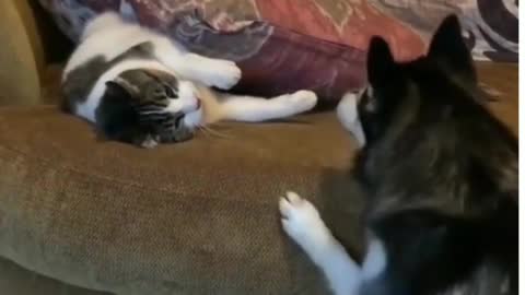 Funny Cats and Dog