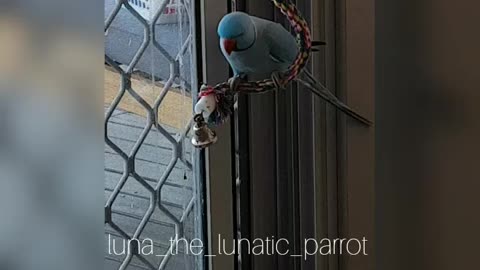 Bouncing Parrot