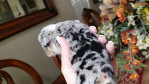 Cute Puppy English Bulldog