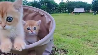 Oh my God, this cat's eyes are so big. I love them