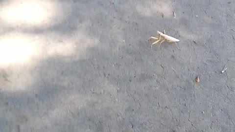Praying Mantis praying mantis