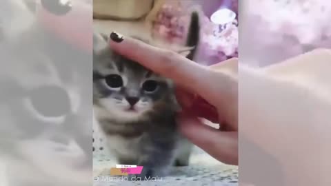 Baby Animals - Animais Bebes - Animais Fofos - Funny and Cute Baby Animals Videos Compilation