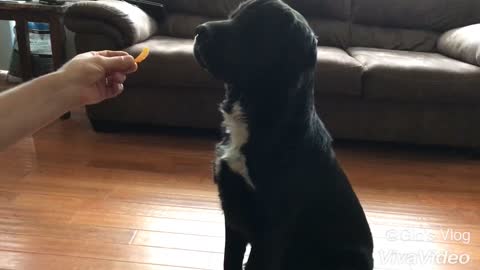 dog trying to trick us to get a treat