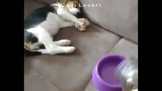 A Dog Hears The Sound of Eating While He's Asleep- Wakes up Fast.