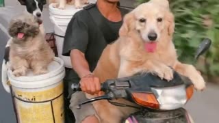 Dude Rides On Moped With Six Dogs