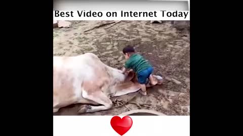 baby and cow-emotional video