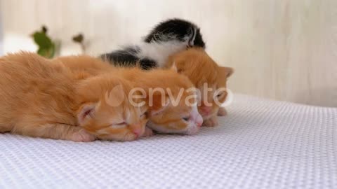 Little Fluffy Kittens Are Two Weeks Old, Crawling Around on a White Rug