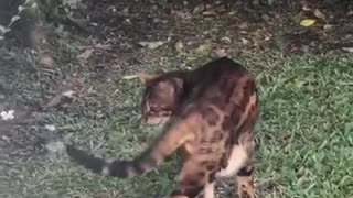 Cat loving outdoors feeling