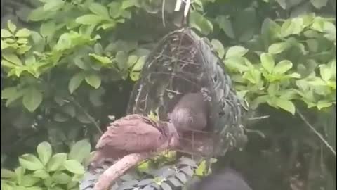The way to catch birds by hand for use as a pet is very simple