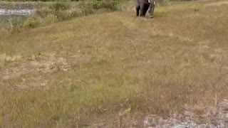 Wild Elephant Charges after Vehicle