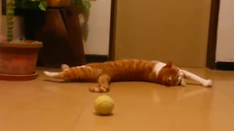 Cat trying to fetch a ball and failing