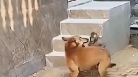 Funny video with all animals 🤣🤣 🐕 Dog, Monkey 🐒, 🐏 sheep