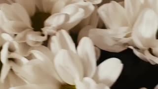 Blooming floral video