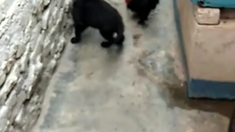 Labrador vs Chinese rooster