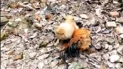 Funny Dog and Chicken - Fight Chicken VS Dog