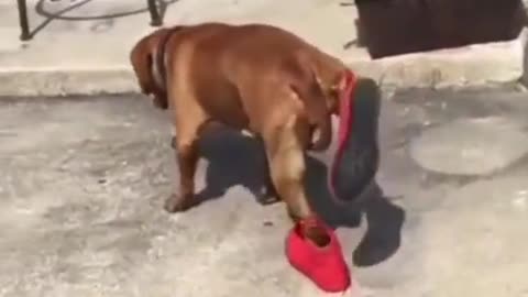 Funny dog ​​with shoes in his feet