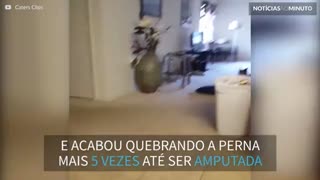 Cadela tem tanta energia que lhe amputaram uma perna!