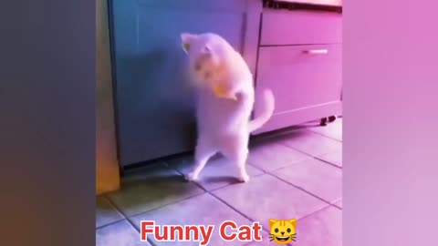 Cat Funniest Video 🐱 | Fun Video of Cat