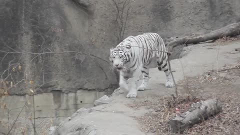 Zoológico de Beijing beautiful animals