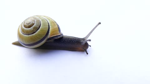 the best snail 2020