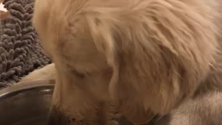 Labrador retriever drinks water from bowl