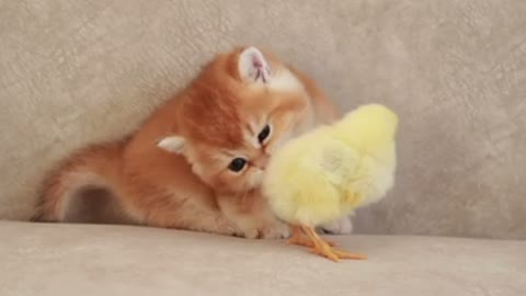 A small cat sleeps with a small chicken🐈🐥🐣