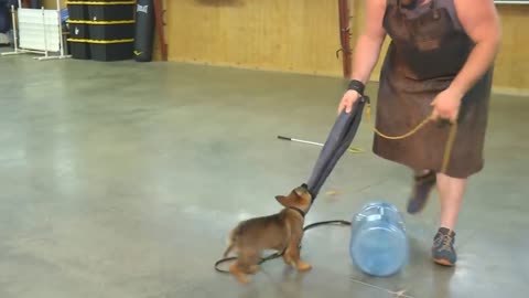 Super Power Puppy "Irma" 11 Wks German Shepherd Sable Early Protection Development