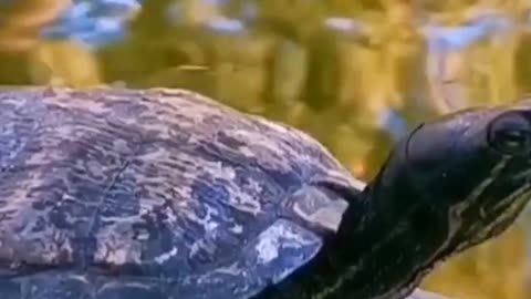 Amboina Box Turtle Animals Videos For Kids