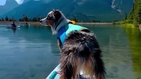 dog playing paddleboard
