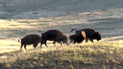 Jumping Bison on grassland