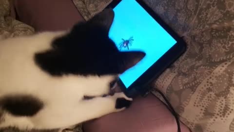 Cat Learns To Hunt Spiders On Tablet Game