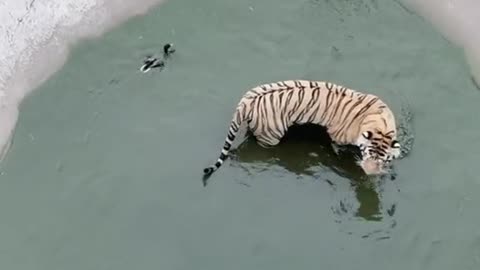 Tiger catching duck