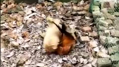 Dog chicken fights