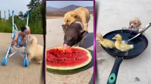 compilation baby dogs