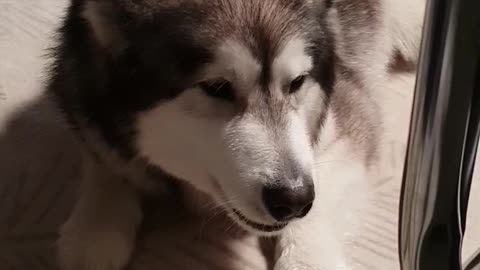 Malamute acts tough but too scared to take the bone off tiny dog