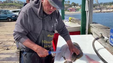 How to Fillet a Halibut