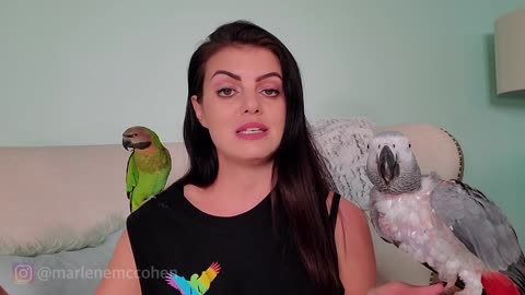 6 WAYS TO TRAIN YOUR PARROT TO TALK