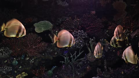 Close up Video Fishes In An Aquarium