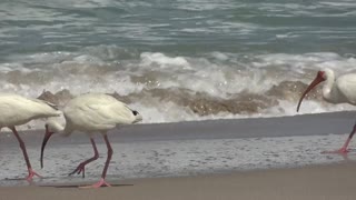 Free Ocean Beach Birds Video Footage