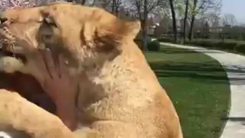 brave girl with lion