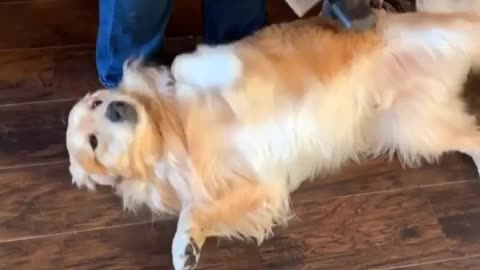 Golden Retriever ecstatic during vacuuming session