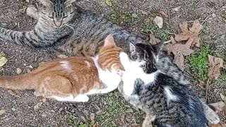Grown Kittens nursing!