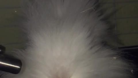 Cute bunny’s mouth slowmotion 🐰🥺